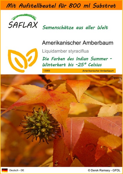 SAFLAX Garden in the bag - Amerikanischer Amberbaum - Liquidamber styraciflua - 100 Samen - Mit Anzuchtsubstrat im praktischen, selbst aufstellenden Beutel