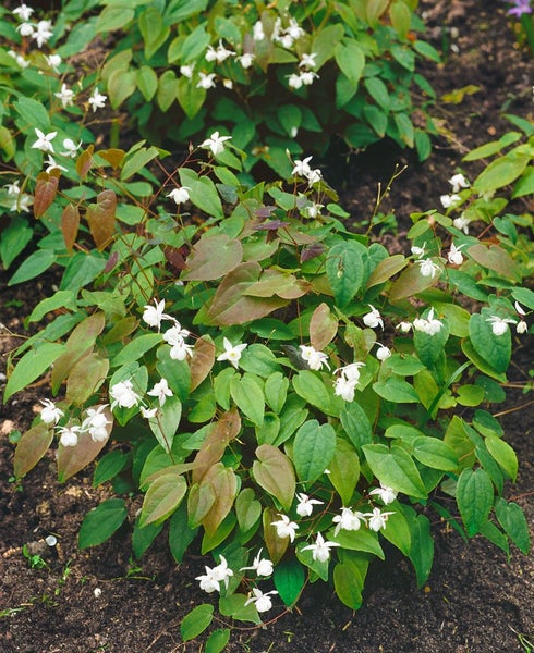 Epimedium x youngianum 'Niveum', Elfenblume, weiß, ca. 9x9 cm Topf