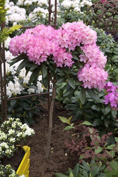 Rhododendron yakushimanum 'Kalinka', rosa Blüten, 40–50 cm
