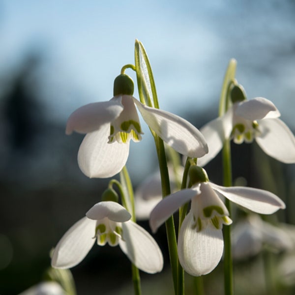 Bloomique – Mischung aus 25 – Galanthus Woronowii – Schneeglöckchen – Weiß – Blumenzwiebeln – Frühlingsblüte – Mehrjährige Pflanzen – Wird 10–15 cm groß