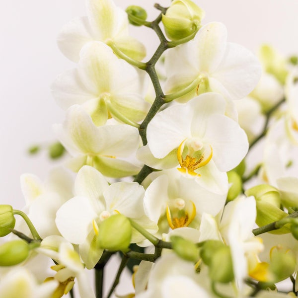 Kolibri Orchids weißes Pflanzenset im Baumwollkorb inkl. Wassertank drei weiße Orchideen Lausanne 9cm und drei Grünpflanzen Rhipsalis Dschungelstrauß weiß mit autarkem Wassertank