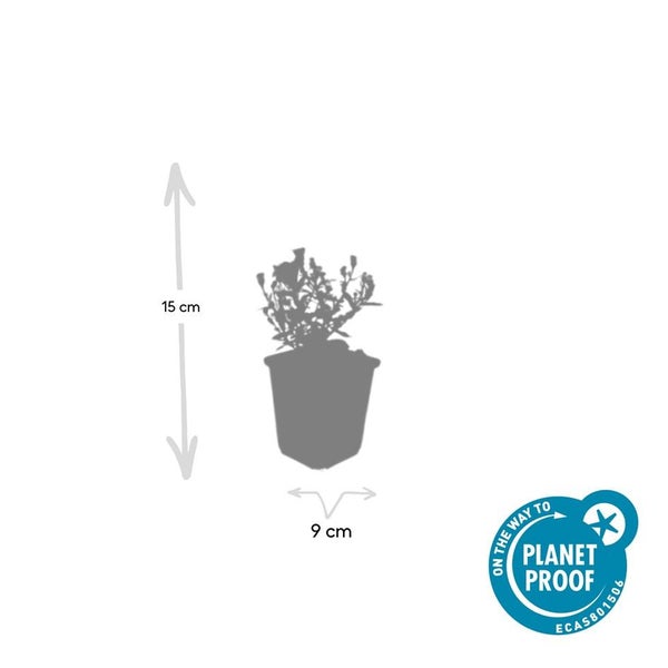 Silhouette einer Pflanze im Topf mit einer Höhe von 15 Zentimetern und einem Durchmesser von 9 Zentimetern sowie dem Planet Proof Siegel.