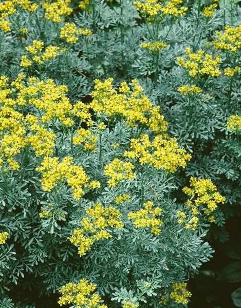 Ruta graveolens, Weinraute, aromatisch, ca. 9x9 cm Topf