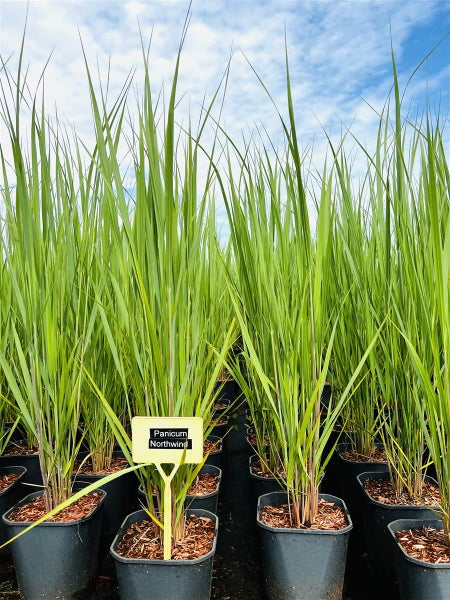 Rutenhirse Panicum virgatum Northwind in Pflanztöpfen im Außenbereich mit aufrechtem Wuchs.