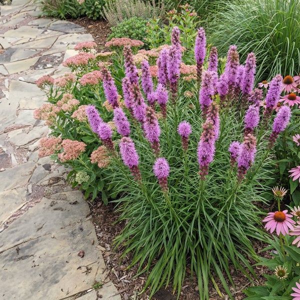 Blühendes Gartenbeet mit lila Prachtscharten, rosa Fetthennen und Sonnenhut neben einem Natursteinweg.