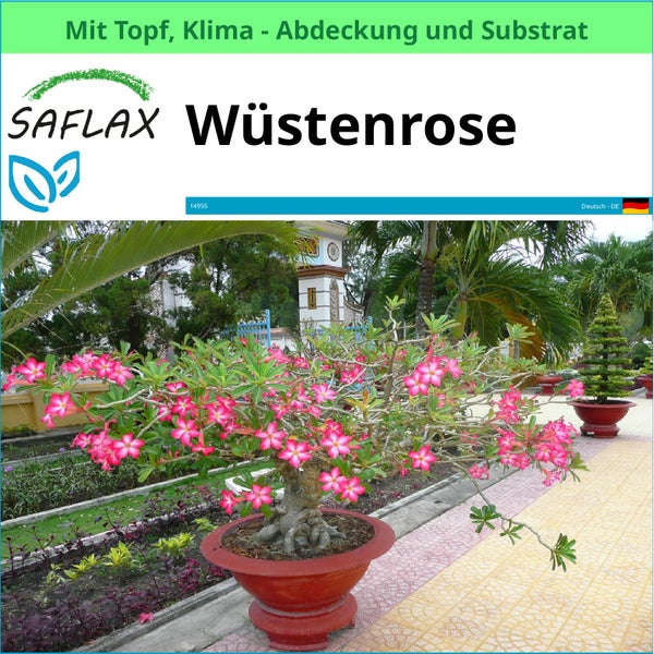 Wüstenrose im Topf mit Klimaabdeckung und Substrat
