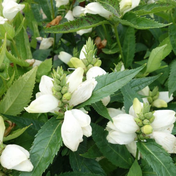 Blütenstand des Garten-Physostegia