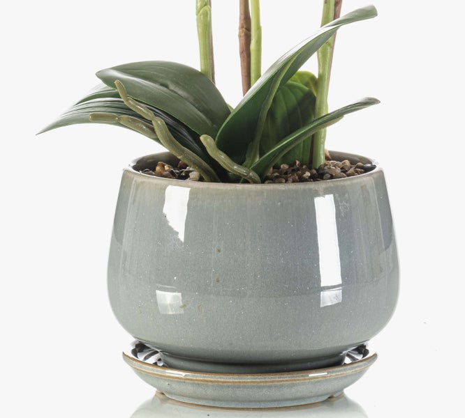 Detailaufnahme der spitzen, gezackten Blätter einer Aloe Vera Pflanze.