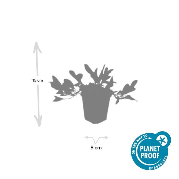 Zimmerpflanze im Topf, Höhe 15 Zentimeter, Topfdurchmesser 9 Zentimeter, Siegel On the way to Planet Proof.