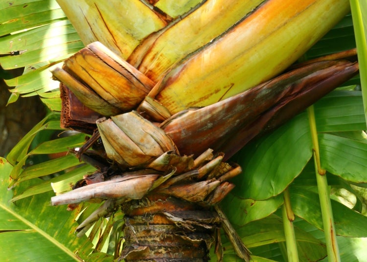 SAFLAX Garden to go - Baum des Reisenden - Ravenala madagascariensis - 8 Samen - Mit Topf, Klima - Deckel und Anzuchtsubstrat