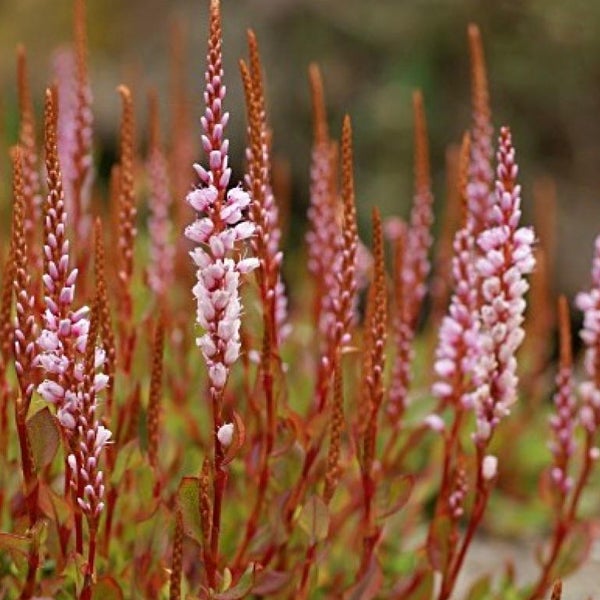 Feld eines Knöterichgewächses