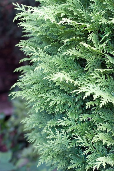 Chamaecyparis lawsoniana 'Alumigold', Gelbe Scheinzypresse, 100–125 cm