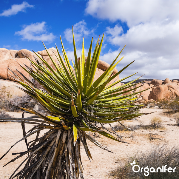 Yucca - Benetzungsagent - 10 L für 10 Hektar - Organifer