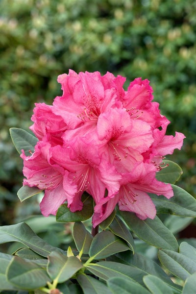 Rhododendron Hybr. 'Caruso', Rhododendron, rot, 40–50 cm