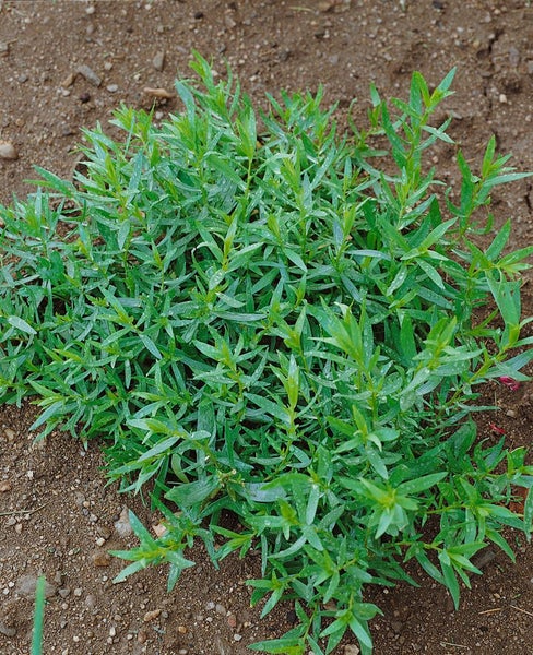Estragonpflanze im Gartenbeet