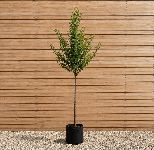 Ein Hochstammbaum mit grünen Blättern in einem schwarzen Pflanzkübel vor einer Holzwand.
