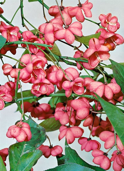Euonymus europaeus, Pfaffenhütchen, 60–100 cm