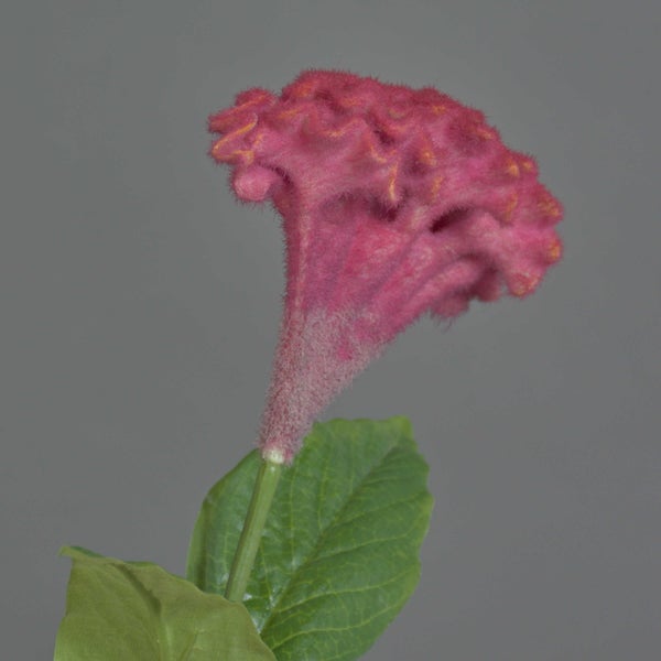 Hahnenkamm Celosia cristata mit gewellter Blüte und Blättern.