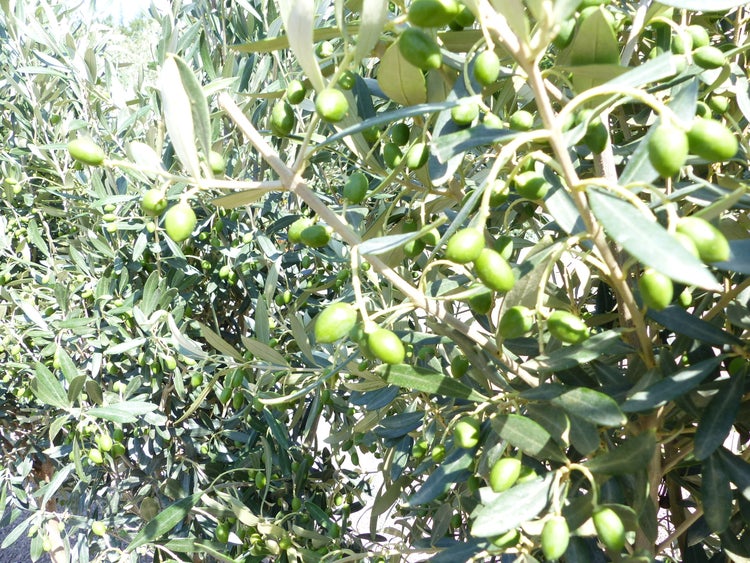 Olivenbaum Stamm Olive 130 - 160 cm hoch, mit Früchten, beste Qualität, Olea Europaea