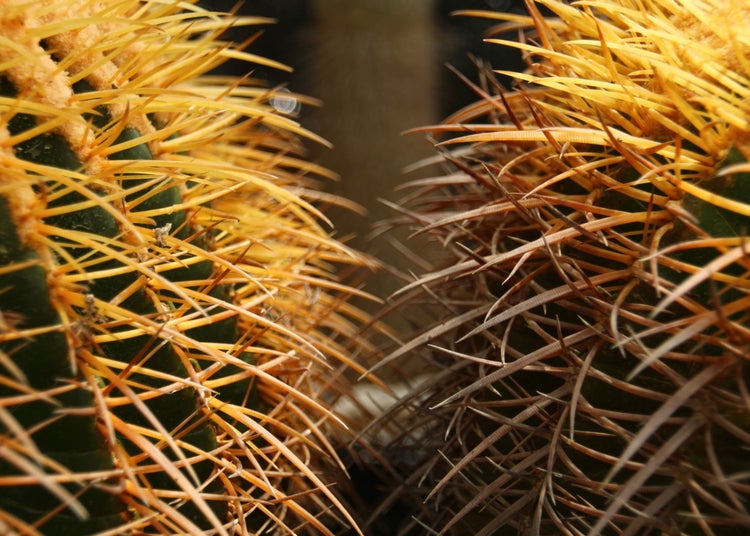SAFLAX Garden to go - Schwiegermutterstuhl - Echinocactus grusonii - 40 Samen - Mit Topf, Klima - Deckel und Anzuchtsubstrat