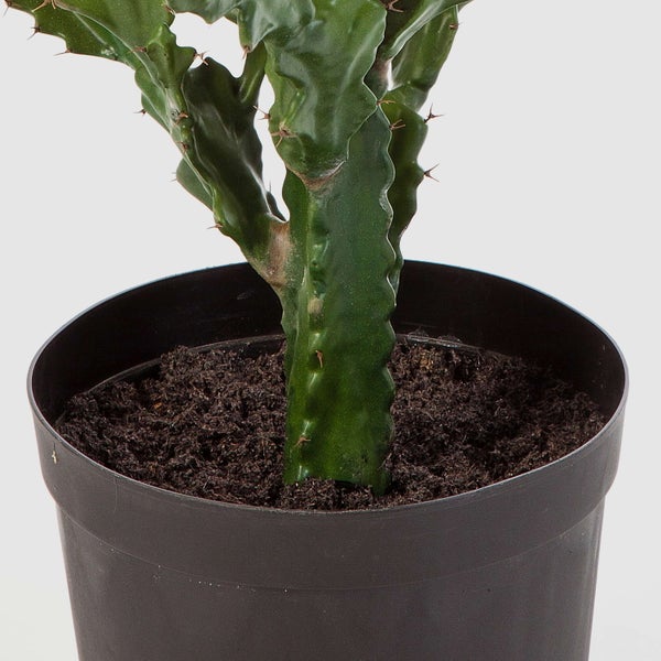 Grüne Euphorbia lactea Zimmerpflanze im schwarzen Kunststofftopf.