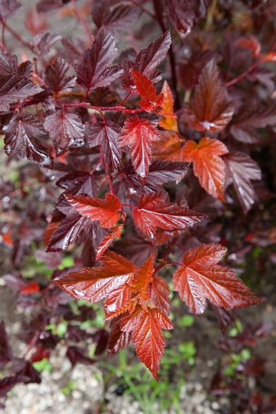 Physocarpus opulifolius 'Diable d'Or', Blasenspiere, 40–60 cm, rotlaubig