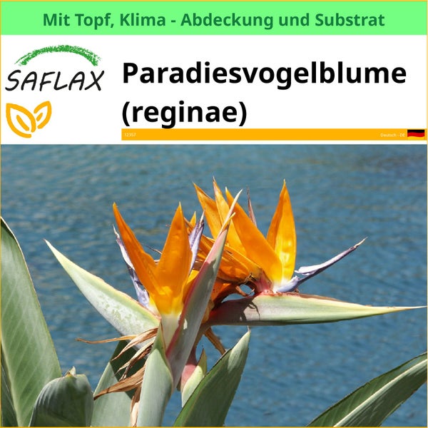 Paradiesvogelblume im Topf mit Klimaabdeckung und Substrat der Marke Saflax