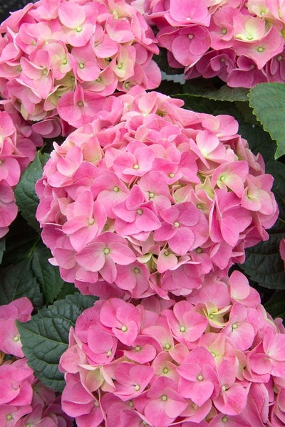 Hydrangea macrophylla 'Early® Pink', Hortensie, rosa, 50–60 cm