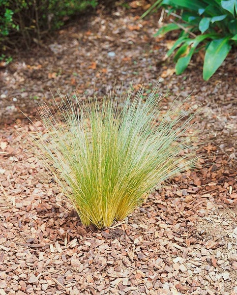 Festuca ovina 'Eisvogel', Schwingel, blaugrün, ca. 9x9 cm Topf