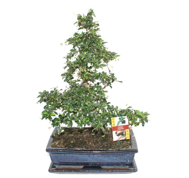 Bonsai Fukientee - Carmona microphylla - ca. 12-15 Jahre