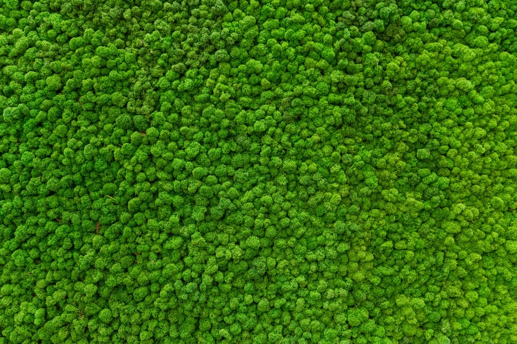 Mooswand-Textur für Innendekoration