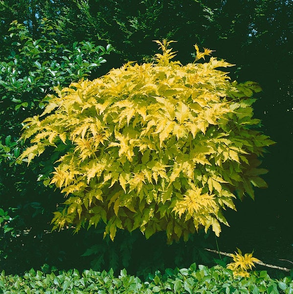 Physocarpus opulifolius 'Dart's Gold', gelblaubig, 40–60 cm