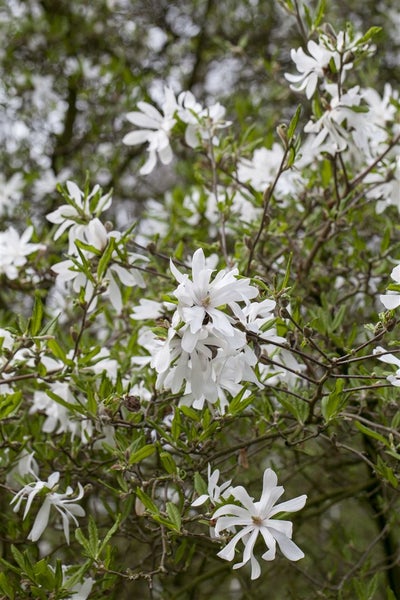 Magnolia stellata, Sternmagnolie, weiß, 60–80 cm