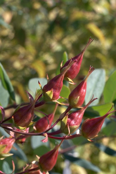 Hypericum kalmianum 'Gemo', Johanniskraut, gelb, 30–40 cm