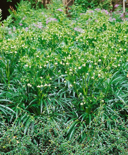 Helleborus foetidus, Stinkende Nieswurz, immergrün, ca. 11x11 cm Topf
