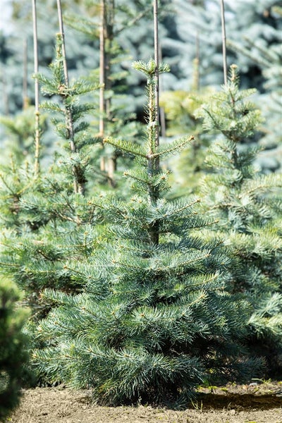 Abies concolor, Weiß-Tanne, 40–60 cm