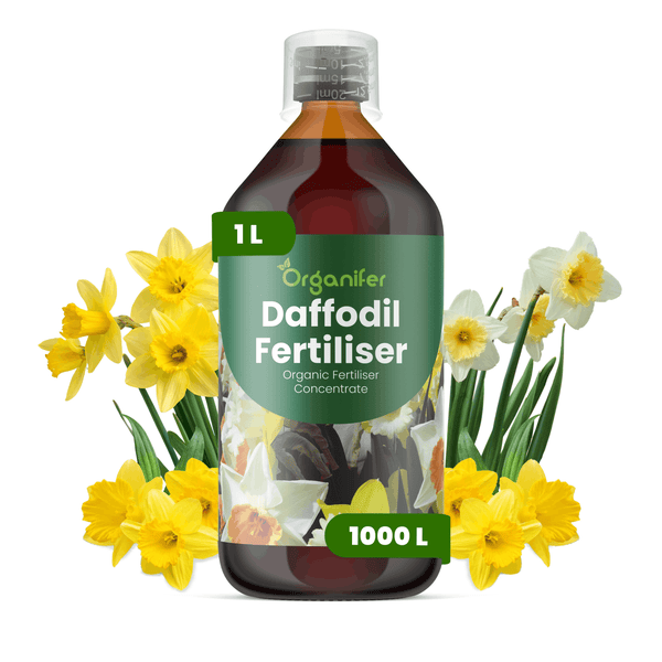 1 Liter Organifer Narzissendünger, organisches Düngerkonzentrat für 1000 Liter, umgeben von Narzissen.