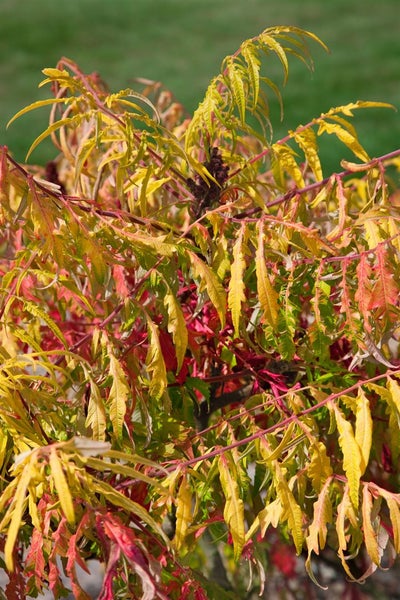 Rhus typhina 'Tiger Eyes', Essigbaum, gelbgrün, 40–60 cm