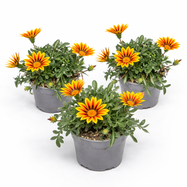 Drei Gazania Mittagsgold Pflanzen in grauen Kunststofftöpfen mit gelb-orangen Blüten und grünen Blättern.