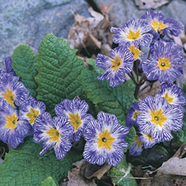 Blühende Primel mit gestreiften Blütenblättern