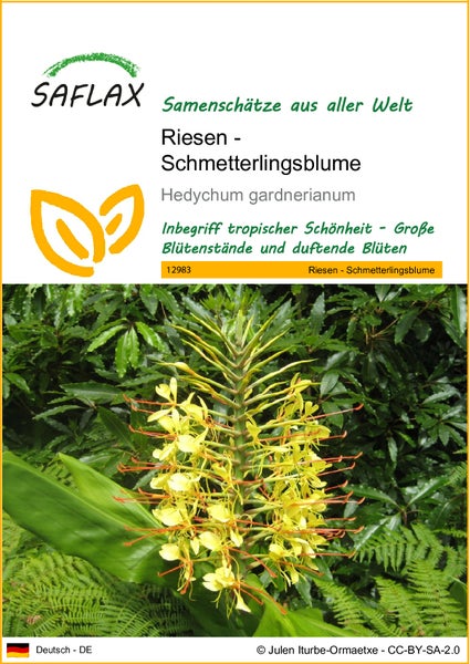 SAFLAX  - Riesen - Schmetterlingsblume - Hedychum gardnerianum - 10 Samen