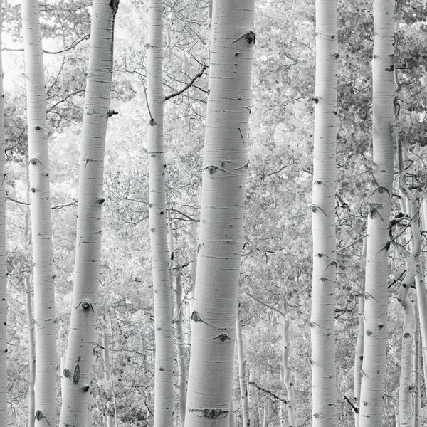 Schwarzweißbild von Birkenstämmen im Wald