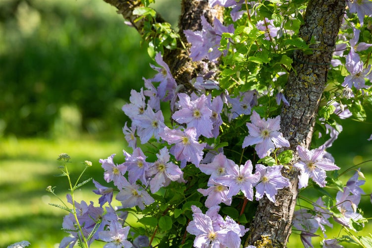Clematis Hybride 'Proteus', Waldrebe, rosa-lila, 60–100 cm