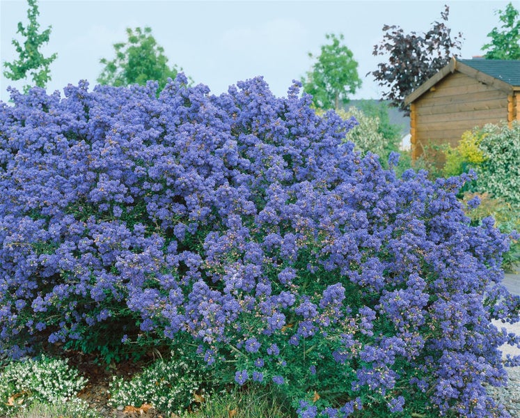 Blühende Säckelblume im Garten