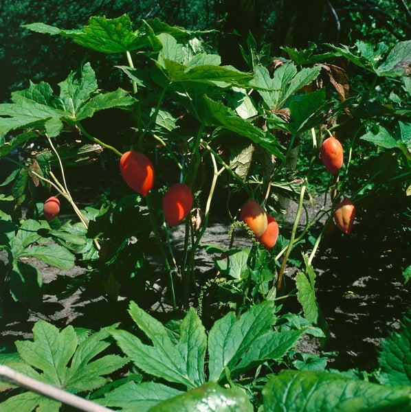 Nahaufnahme einer Podophyllum-Peltatum-Pflanze mit roten Früchten