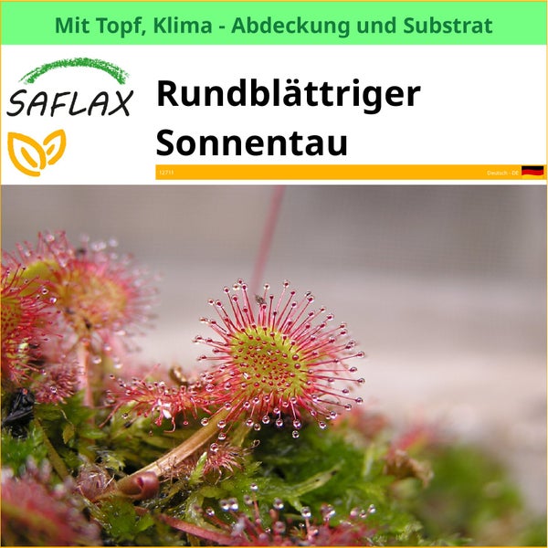 Rundblättriger Sonnentau im Topf mit Klimaabdeckung und Substrat