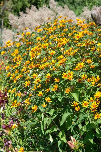 Heliopsis helianthoides 'Summer Nights', Sonnenauge, gelb, ca. 11x11 cm Topf