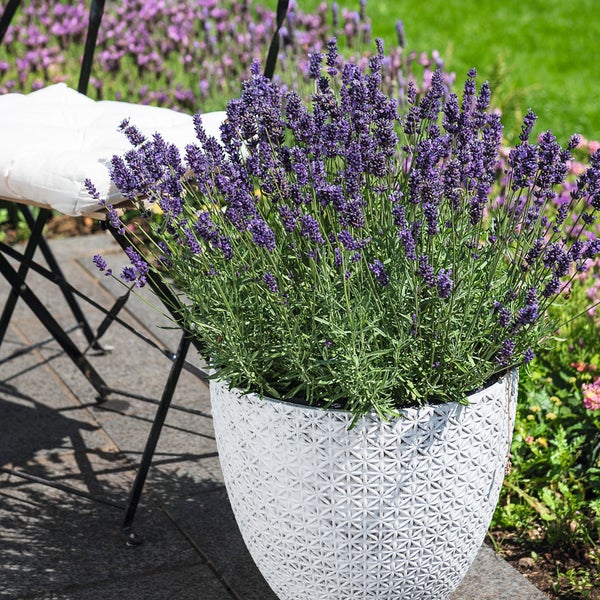 6er Box blaue Lavendel Pflanzen