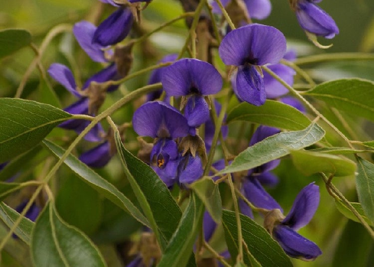 SAFLAX  - Afrikanischer Blauregen - Bolusanthus africanus - 15 Samen - Mit keimfreiem Anzuchtsubstrat
