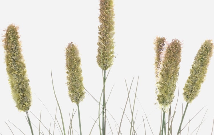 Künstlicher Kiefernzweig mit langen grünen Nadeln für Dekorationen